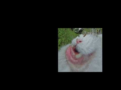 Honey I’m Home - Pretty (Official Cat Video)