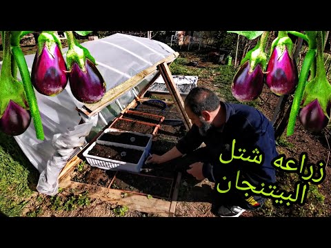 , title : 'زراعه بيذار الباذنجان السوري للمكدوس(يوميات مزارع سوري)'