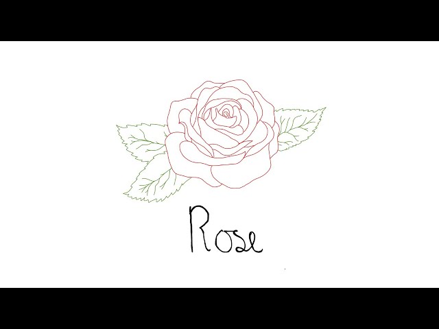 Rose (Lyric ) - Sam Freeman