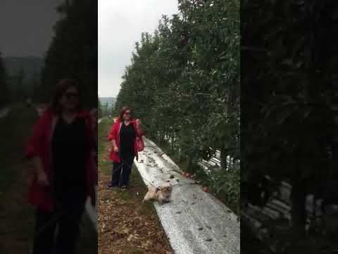 APPLE ORCHARD FIRST VISIT WITH OUR DOGS  / APPLE PICKING IN PAJU SOUTH KOREA #touristeriluzel