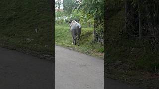 Download lagu Let's go field #kerbau #buffalo #animals #hewan mp3