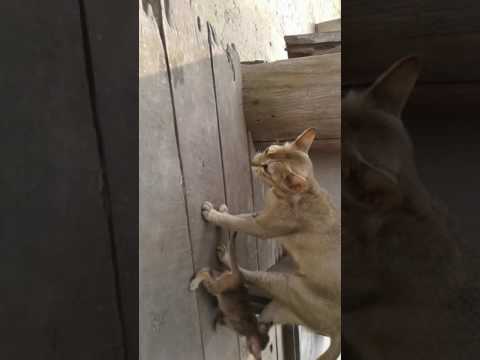 Cat family by prasun