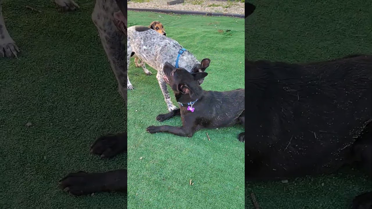Enlarge Micah, a Adoptable Beagle in Chicago, IL video 6/6
