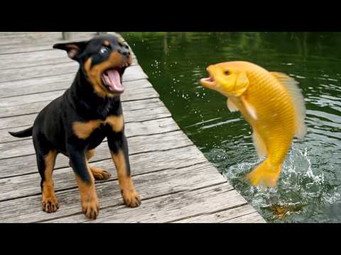 ЗАБАВНЫЕ МАЛЫШИ-ЖИВОТНЫЕ, КОТОРЫЕ ВАС НАСМЕШАТ