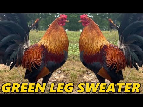 ALABAMA !! Green Leg Sweater SLICK LIZARD FARM