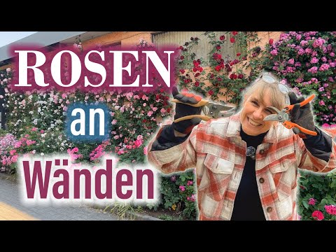Öfterblühende Kletterrose an Wänden, so gelingt es auch bei Dir - selbst bei fieser, kalter Nordwand