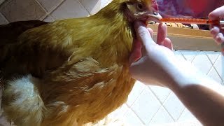 How to Make a Sick Chicken Drink Water