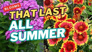 15 Amazing Perennials That Bloom All Summer