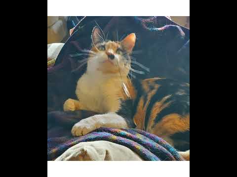 Crystal the Pet Nanny. LLC video.