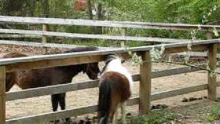 preview picture of video 'Miniature horse farm Martha's Vineyard'