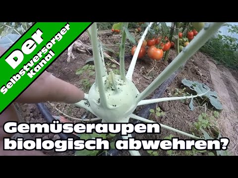 , title : 'Kohlweißlinge abwehren. Biologischer Pflanzenschutz oder Gemüseschutznetz.'