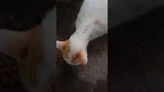 Download lagu #cat #cute #funny mp3 Download lagu #cat #cute #funny mp3