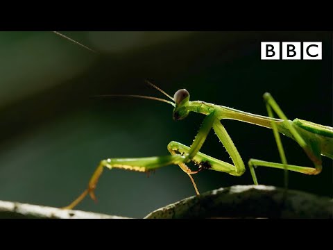 The Headless Mating Mantis 🤯 | The Mating Game - BBC