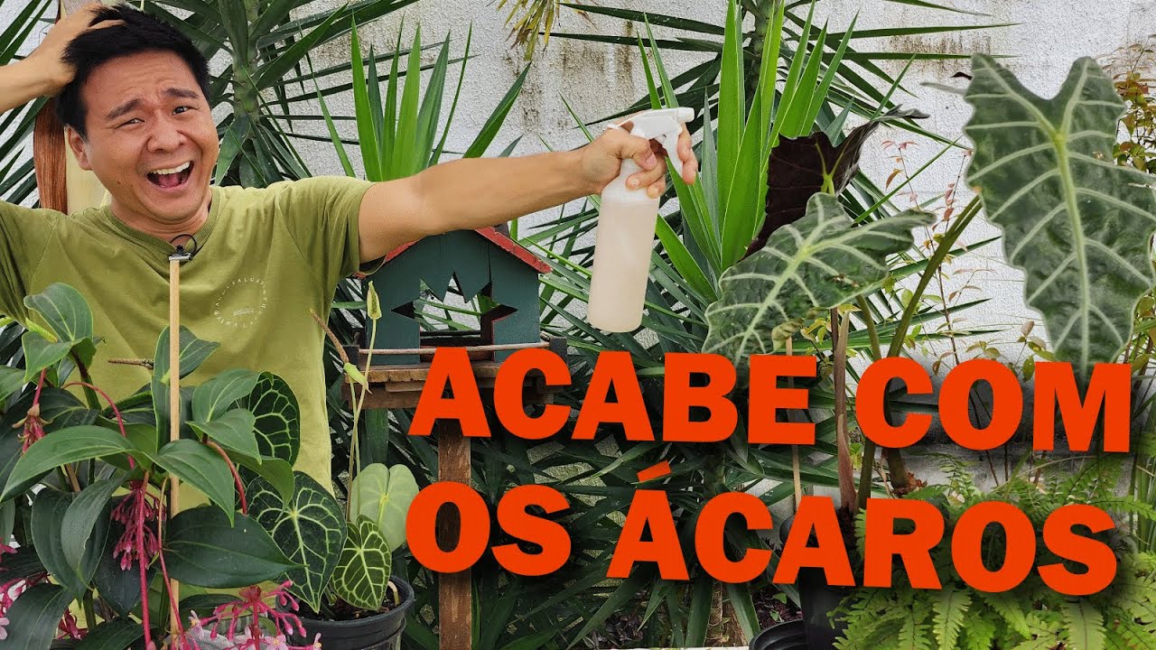 Aprenda a controlar os ÁCAROS NAS PLANTAS