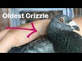 Belgian Racing Pigeons Our Grizzle Strain Pigeons