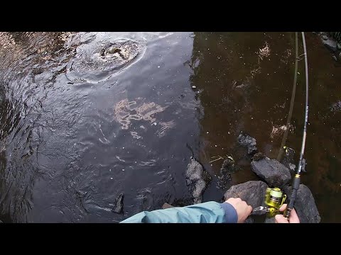 Kalastus - Joella kalassa