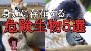【ゆっくり解説】身近に存在する意外な危険生物５選【動物】