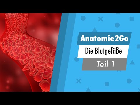 Die Straßen deines Körpers - die Blutgefäße (1/2) | Anatomie2Go
