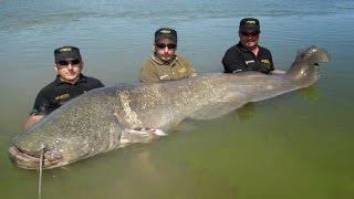  CATFISH RECORD