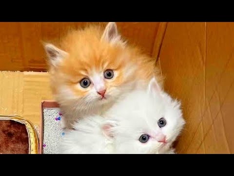 Stray Cat Meow Compilation qtates gato funny cats