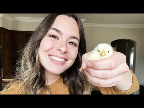 The Ultimate Guide to Caring for Backyard Chickens: Tips and Tricks!