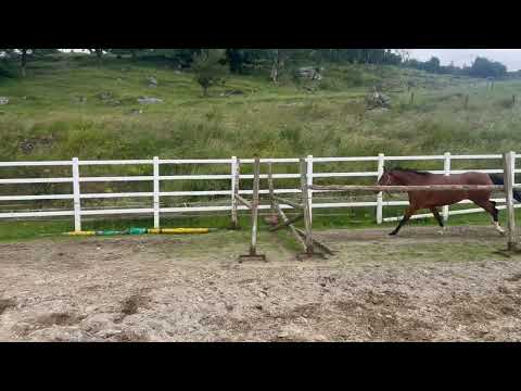 3 year old bay filly - Image 2