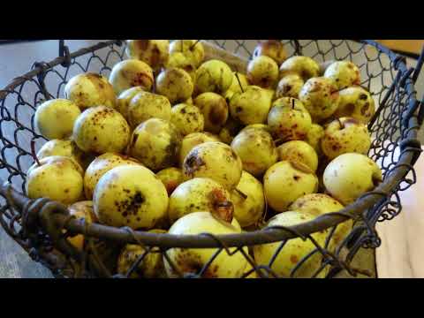 Baumartenpfad Leibertingen - WILDAPFEL