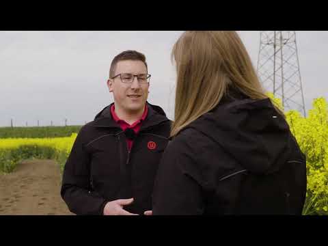 Mehr Stängelgesundheit im Raps - den Kornertrag absichern