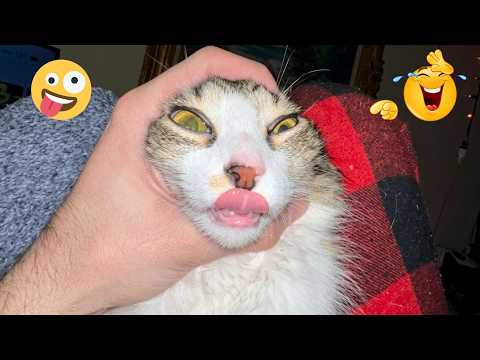 You Will Die Laughing At These Silly Dogs 😂🐶 | The Funniest Dog Videos Ever Seen Online HD 2026!