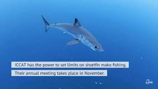 Campanha para proteção dos tubarões Mako