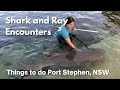 Irukandji Shark & Ray Encounters Port Stephens