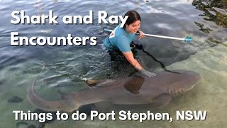 Irukandji Shark &amp; Ray Encounters Port Stephens