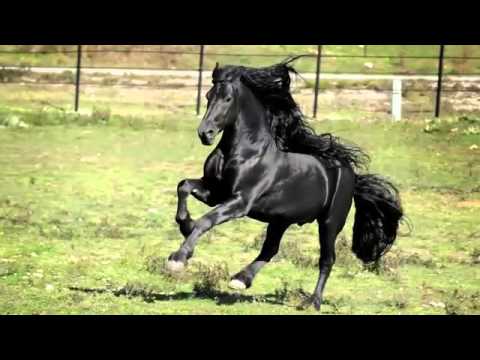 Kazu da je ovo najlepsi konj na svetu