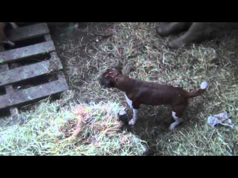 Severn Valley Ratters|Mayhem In The Bales|Episode 3| 300 Rats Caught - Ratting With Terriers