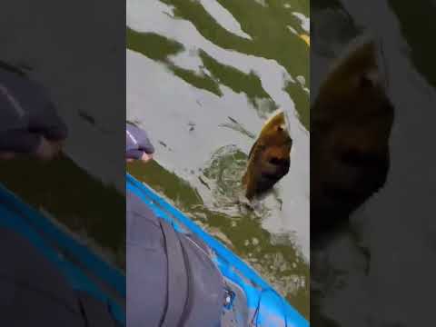 6° Torneio Paulista de Caiaque GKF, NOVA CANAÃ, Competidor DIEGO #tucunare #pescaria #fishing