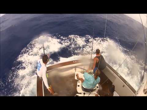 900lb Black Marlin Lizard Island (Cairns)