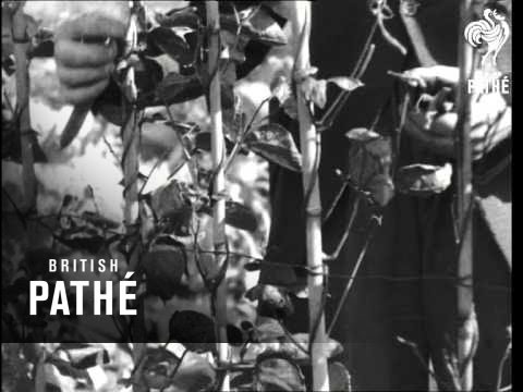 Blind Gardener Issue Title - Hats Off ! (1940)