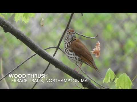 Wood Thrush (Hylocichla mustelina) Singing