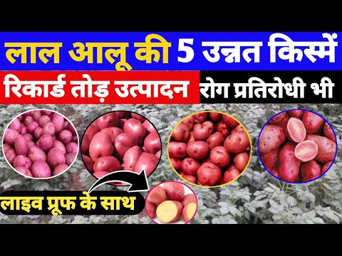 लाल आलू की 5 उन्नत किस्में | Top potato varieties in india | red potato varieties | red potato seeds
