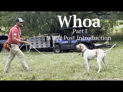 Whoa training the way it works for Swift Rock kennel