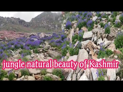 Jungle Natural Beautiful Flowers Of Kashmir| Beautiful View|