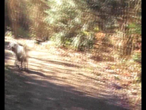 Leo - The Less than Golden Retriever