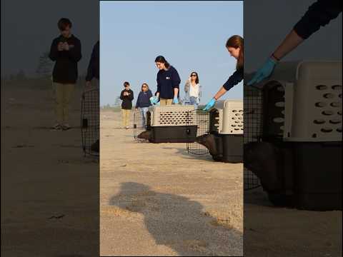 Rescued gray seals, now healthy, released back to the ocean