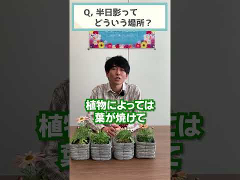 フクシア 吊り下げ植物 日陰の花 北向きの庭、屋外の日差しなし、メンテナンスなし