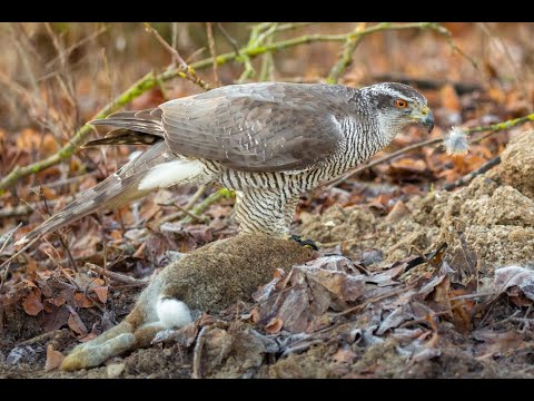Beizjagd - Die Kunst mit Greifvögeln zu jagen - Teil 1 Habicht