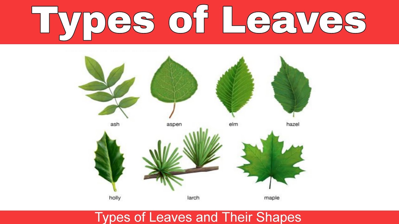 Types of Leaves and Their Shapes  | Simple Science for Kids #leaves #lotus #kidslearning #guava 