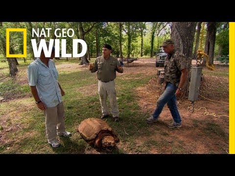 Gator Snapper Bite Force | Dangerous Encounters