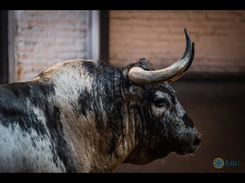 Desembarque | Toros Corrida concurso de ganaderías