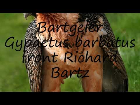 How to pronounce Bartgeier Gypaetus barbatus front Richard Bartz in English?