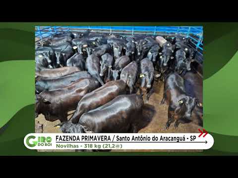 FAZENDA PRIMAVERA: NOVILHAS ANGUS NO PROTOCOLO 1953 SUPERAM 21 ARROBAS EM SP